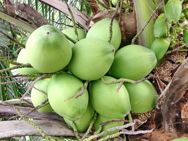 Noci di cocco su sfondo bianco — Foto Stock