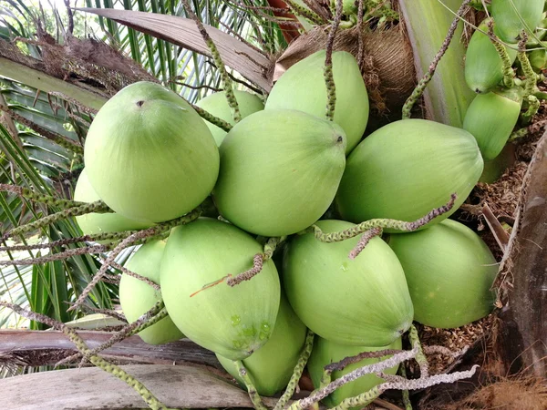 Kokosnötter på vit bakgrund — Stockfoto
