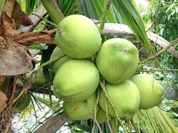 Noix de coco sur fond blanc — Photo