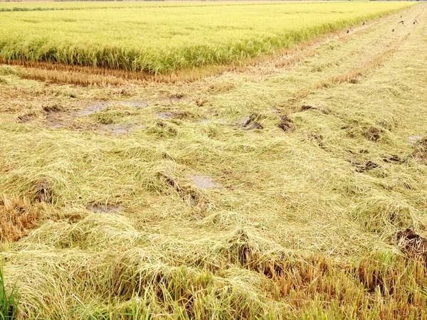 Campo de arroz dorado — Foto de Stock