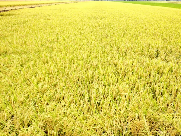Złote pola ryżowego — Zdjęcie stockowe