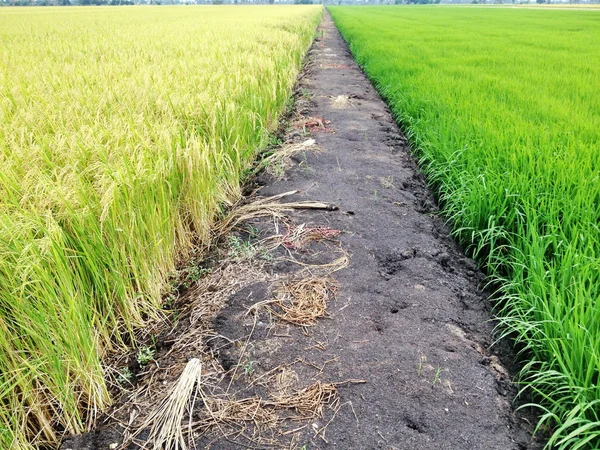 Campo de arrozal dourado — Fotografia de Stock