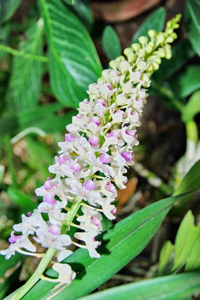 Fleurs et plantes d'orchidée — Photo