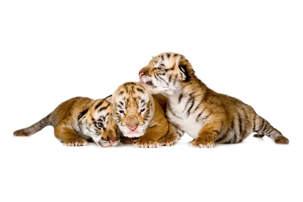 Roztomilý tygr izolovaných na bílém pozadí — Stock fotografie