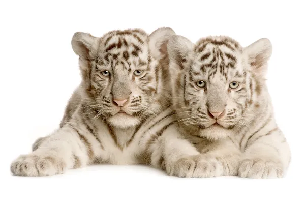 Schattig tijger geïsoleerd op witte achtergrond — Stockfoto
