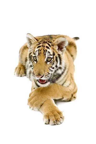 Kaunis tiikeri pentu lähikuva näyttää pelottava — kuvapankkivalokuva