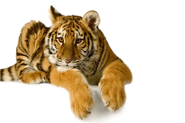 Vackra tiger cub närbild titt formidabel — Stockfoto