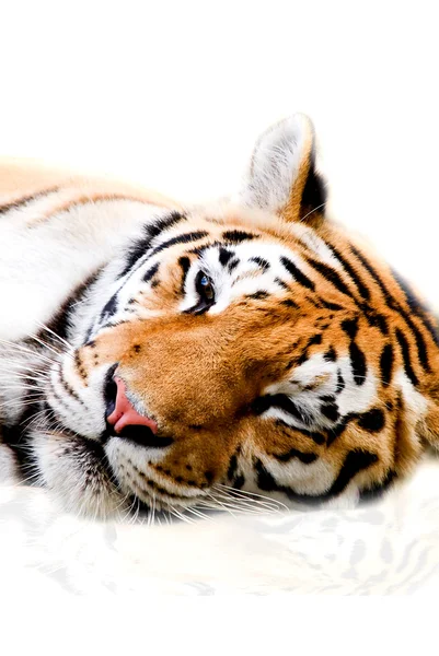 Beautiful tiger cub closeup look formidable — Stock Photo, Image