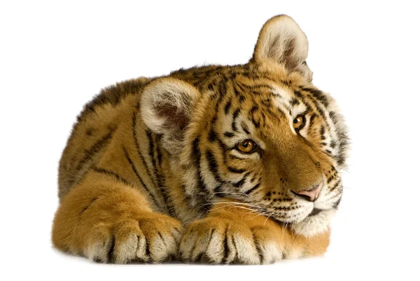 Hermoso tigre cachorro primer plano mirada formidable —  Fotos de Stock