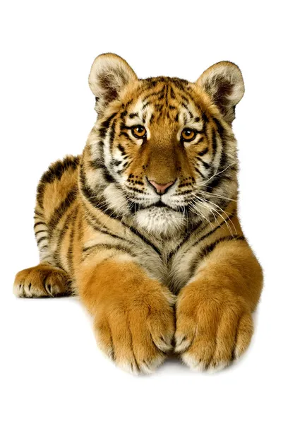 Красивый тигренок крупным планом выглядит грозно — стоковое фото