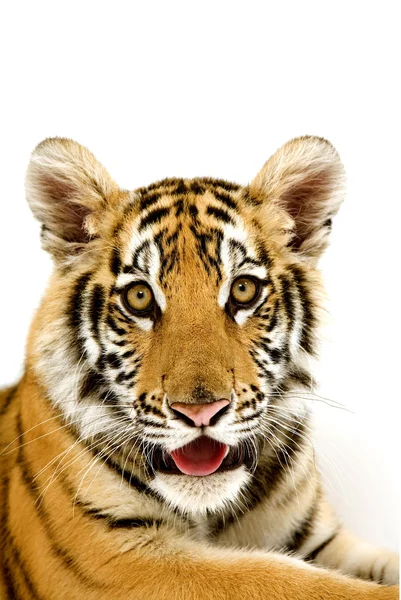Bonito tigre cubo closeup olhar formidável — Fotografia de Stock
