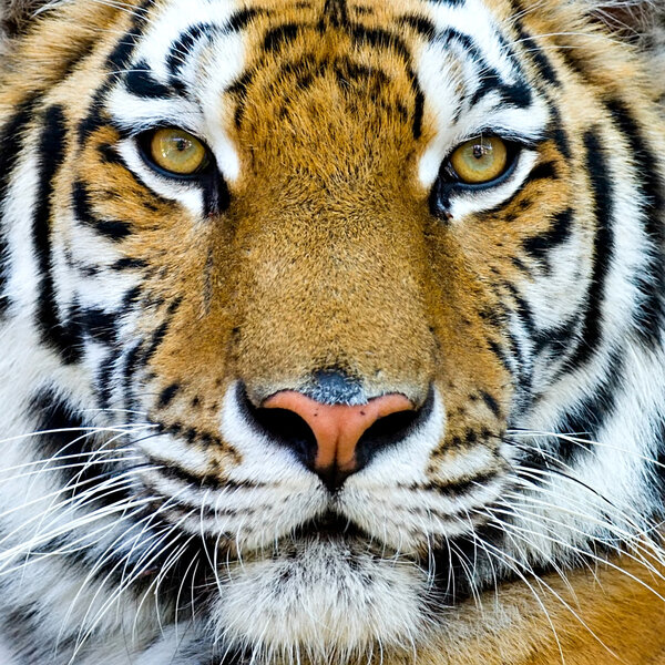 Beautiful tiger cub closeup look formidable