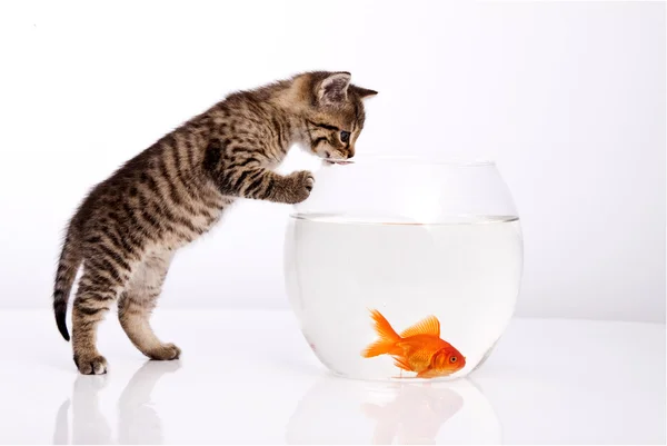 Cat and a gold fish on a white background — Stock Photo, Image