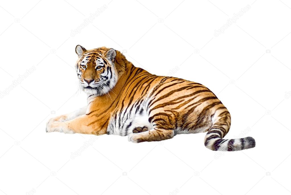 Beautiful tiger cub closeup look formidable