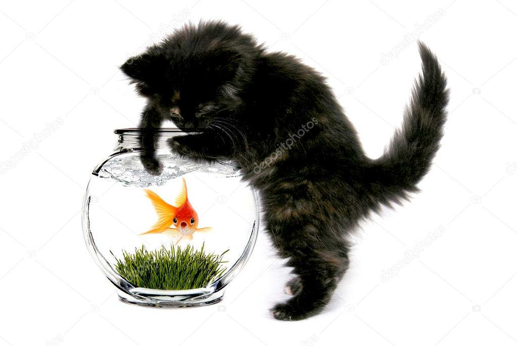 Cat and a gold fish on a white background