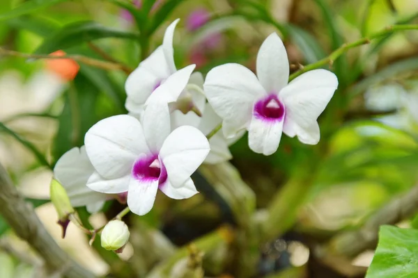 Orchidee Stockfoto