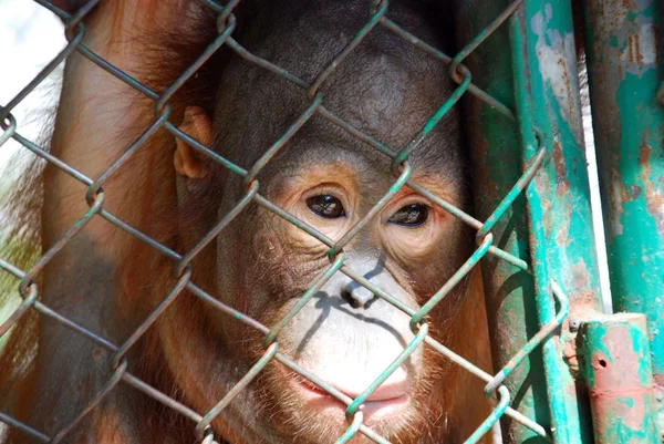 Orangutan pózuje pro detailní portrét — Stock fotografie