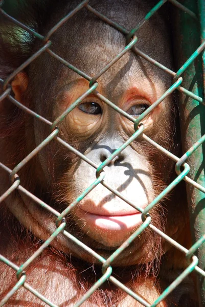 Орангутанг, позируя для портрета крупным планом — стоковое фото