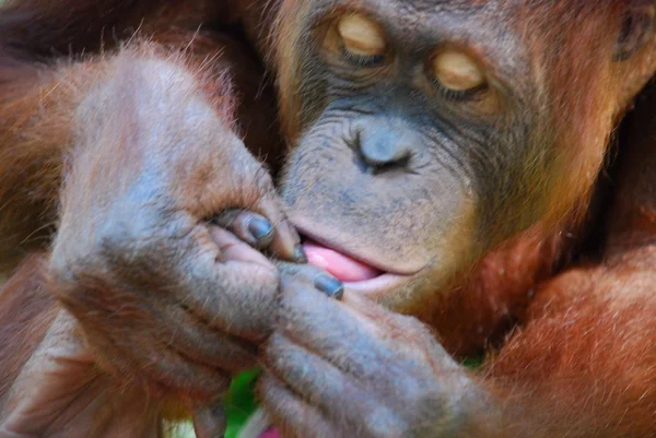 Orangotango posando para um retrato closeup — Fotografia de Stock