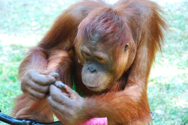 Bir portre portre için poz orangutan — Stok fotoğraf