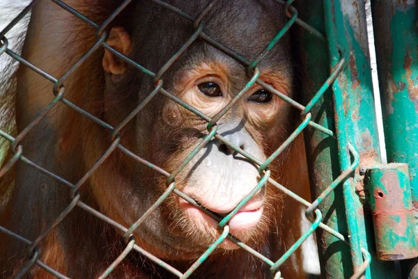 Orang-Utan posieren für ein Porträt von closeup — Stockfoto