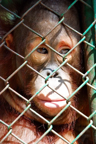 Орангутанг, позируя для портрета крупным планом — стоковое фото
