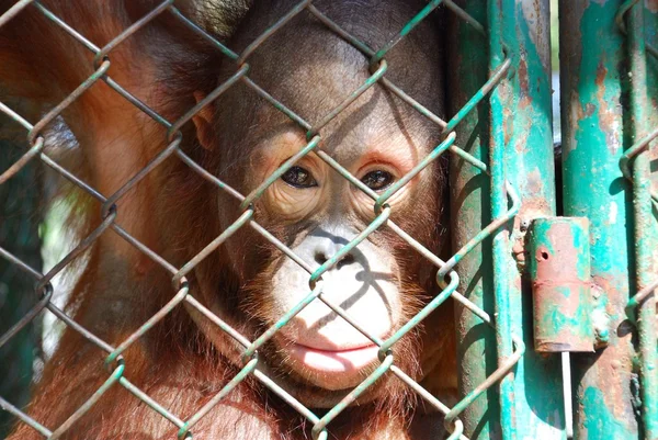 Orangutan pózuje pro detailní portrét — Stock fotografie