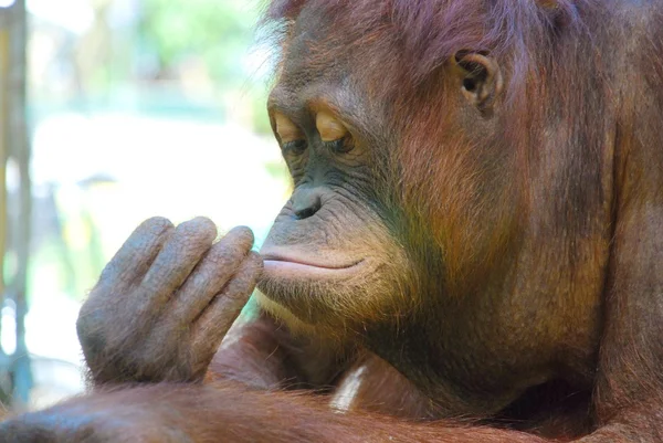 Orangután pózol a Vértes portré — Stock Fotó
