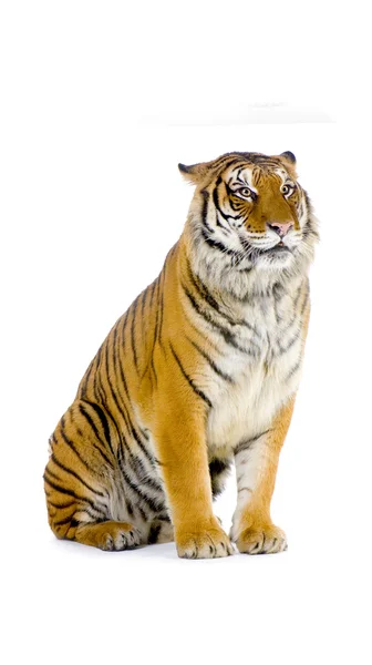 Tiger isolerade — Stockfoto