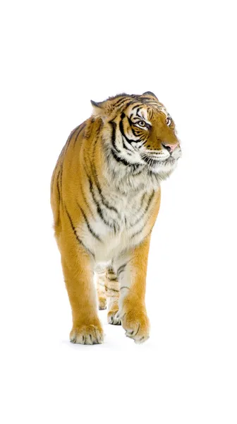 Tiger Isolated — Stock Photo, Image