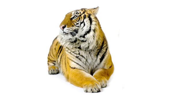 Tigre aislado —  Fotos de Stock