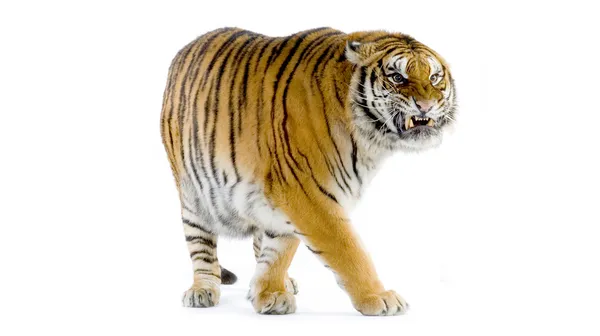 Tiger Isolated — Stock Photo, Image