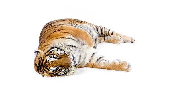 Tigre aislado — Foto de Stock