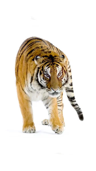 Τίγρη απομονωθεί — Φωτογραφία Αρχείου