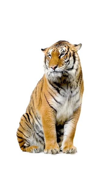 Tiikeri eristetty — kuvapankkivalokuva