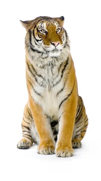 Tiikeri eristetty — kuvapankkivalokuva