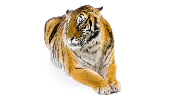 Tiger isoliert — Stockfoto