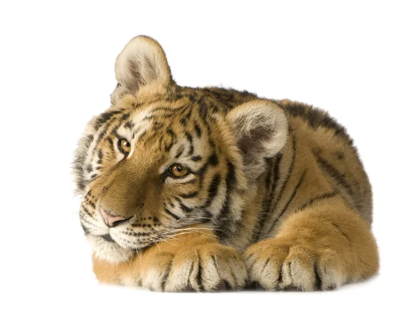 Tiger isolerade — Stockfoto