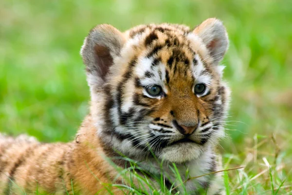 Tigre isolado — Fotografia de Stock