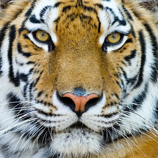 Tiger Isolated — Stock Photo, Image