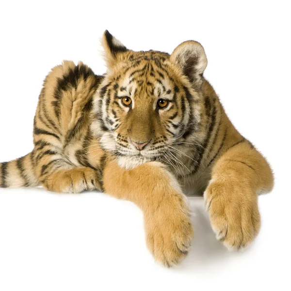 Tiger Isolated — Stock Photo, Image