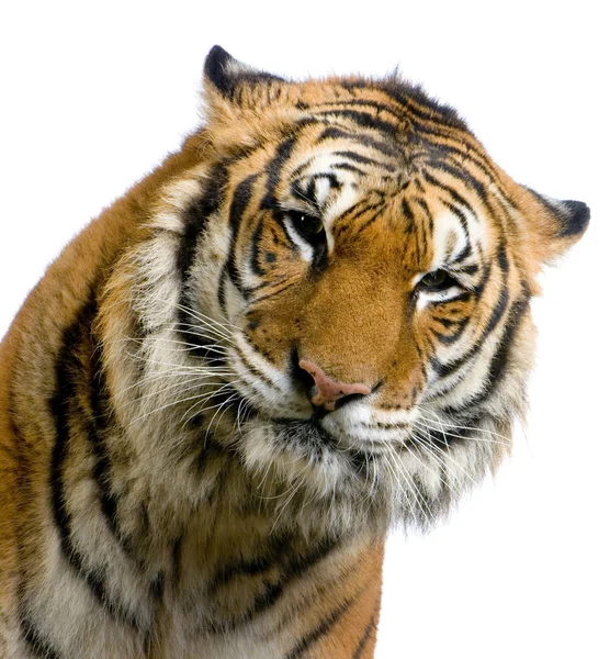 Tigre isolata — Foto Stock