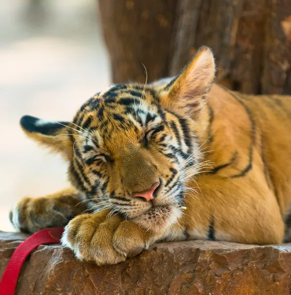 Tigre aislado — Foto de Stock