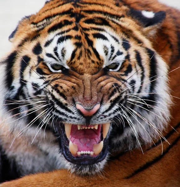 Тигр, ізольовані — стокове фото