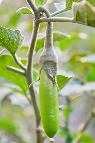 Auberginen isoliert — Stockfoto