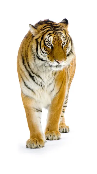孤立的老虎 免版税图库图片
