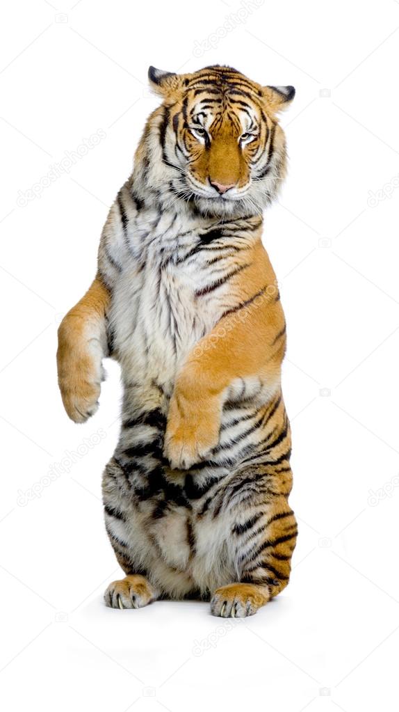 Tiger Isolated
