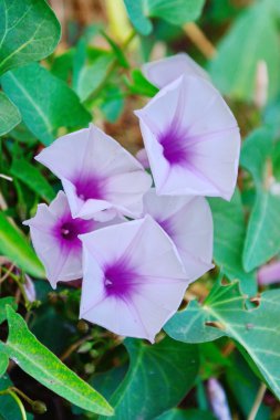 Sabah zafer çiçekleri