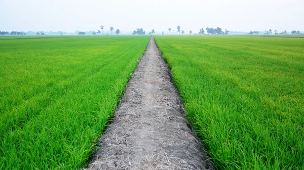 Campo de arroz — Foto de Stock