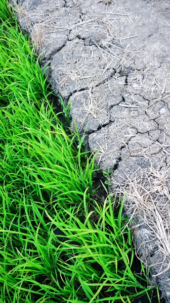 Campo de arroz —  Fotos de Stock